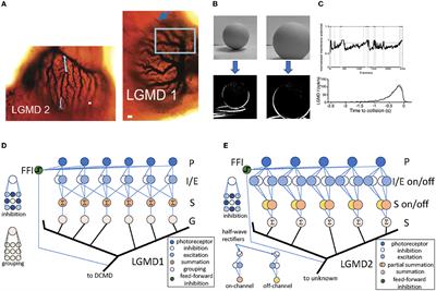 Re-framing bio-plausible collision detection: identifying shared meta-properties through strategic prototyping